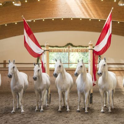 Austria's first private Lipizzaner stud