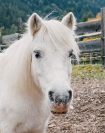 Animal