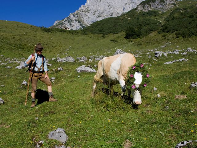 Lush mountain pastures