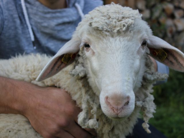 Shared Sheep Partnerschaften