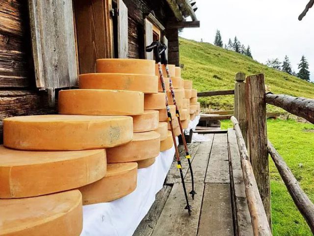 Käse Absäumen von der Stangl-Alm