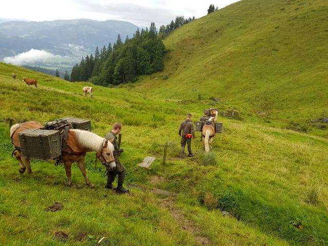 Haflinger auf dem Weg zur Stangl-Alm